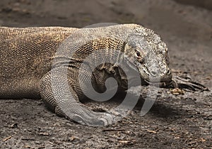 Komodo Dragon photo