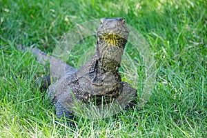 Komodo dragon in the grass