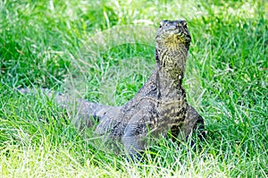 Komodo dragon in the grass