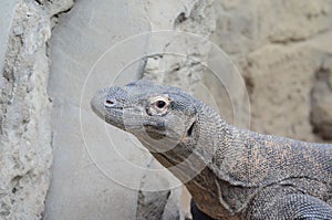 Komodo dragon head