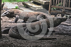 Komodo Dragon the Heaviest Lizards on Earth