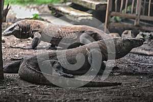 Komodo Dragon the Heaviest Lizards on Earth photo