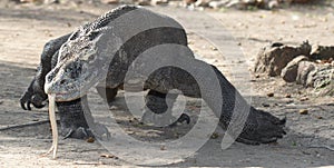 Komodo dragon hunting