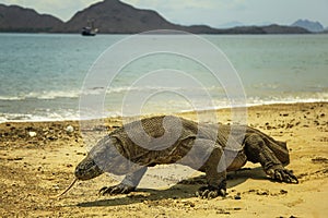 Komodo Dragon Indonesia