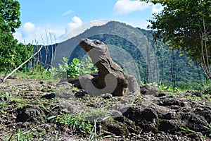 Komodo Dragon, Indonesia photo
