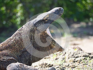 Komodo Dragon, Indonesia