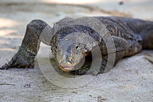 Komodo Dragon in koh rog island andaman photo
