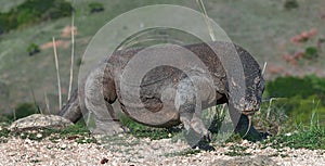 Komodo dragon.  The Komodo dragon, scientific name - Varanus komodoensis.  Natural habitat. Rinca Island.  Indonesia