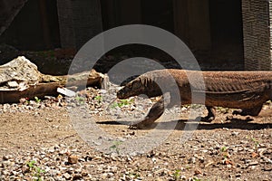 Komodo dragon on Komodo Island photo