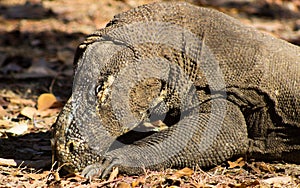 Komodo Dragon on Komodo Island, UNESCO World Heritage Centre, Indonesia photo