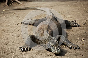 Komodo Dragon