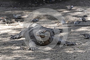 Komodo dragon lizard. Endemic wild predator. Hunting coldblooded aggressive dragon. photo