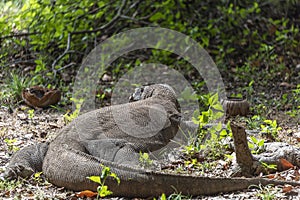 Wild orchid in the Indonesian jungle. Komodo dragon lizard. Endemic wild predator. Hunting coldblooded aggressive dragon. Komodo i