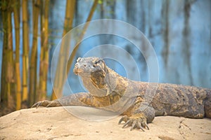 Komodo dragon lizard resting on rock in the wild