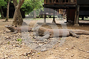 Komodo Dragon, Loh Buaya Rinca Island