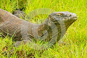 Komodo dragon lying in grass on Rinca Island in Komodo National