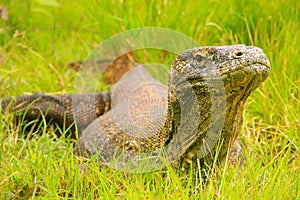 Komodo dragon lying in grass on Rinca Island in Komodo National photo