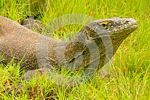 Komodo dragon lying in grass on Rinca Island in Komodo National photo