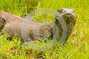 Komodo dragon lying in grass on Rinca Island in Komodo National photo