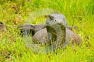 Komodo dragon lying in grass on Rinca Island in Komodo National photo