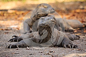 Komodo dragon lying on the ground on the island Rinca photo