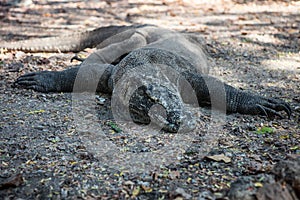 Komodo Dragon Lying in National Park photo