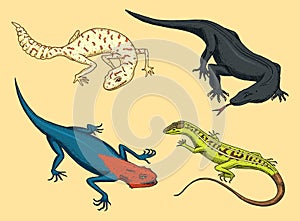 Komodo dragon monitor, American Sand lizard, exotic reptiles or snakes, spotted fat-tailed gecko. wild animals lacertian