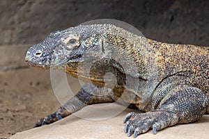 Komodo Dragon