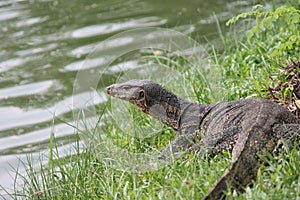 komodo dragon monitor lizard in Thailand