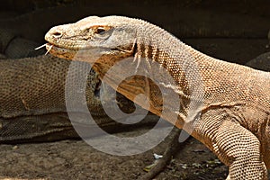 Komodo Dragon photo