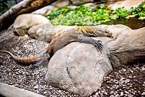 Komodo dragon in natural enviroment sitting on a rock