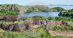 Komodo dragon in natural habitat.