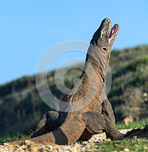 The Komodo dragon with open  mouth.  Close up portrait. Scientific name: Varanus komodoensis. Natural habitat. Rinca Island. photo