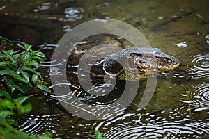 Komodo dragon in lake