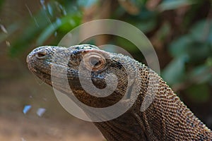 Komodo Dragon in ZSL London Zoo photo