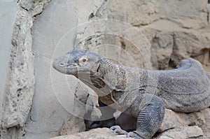 Komodo dragon profile3 photo
