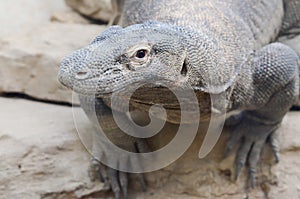 Komodo dragon profile2 photo