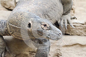 Komodo dragon profile photo