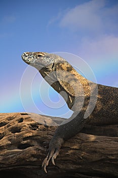 Komodo Dragon profile