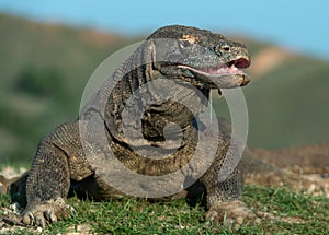 The Komodo dragon raised the head and opened a mouth. Biggest living lizard in the world. Scientific name: Varanus komodoensis.