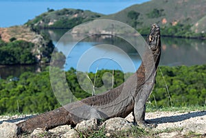 Komodo dragon.  The dragon raised his head. Scientific name: Varanus Komodoensis. Indonesia. Rinca Island photo