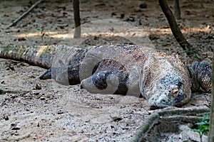 Komodo Dragon, remnants of a Prehistoric age