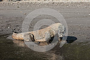 Komodo Dragon on Remote Beach photo