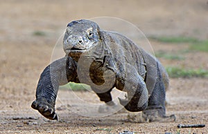 Komodo dragon running