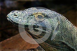 Komodo dragon`s head 10