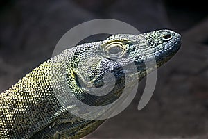 Komodo dragon`s head 2