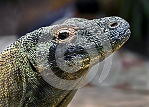 Komodo dragon`s head 5