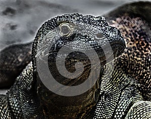 Komodo dragon`s head 8