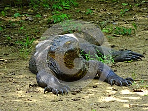 Komodo dragon with saliva.