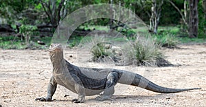 Komodo dragon,  scientific name: Varanus komodoensis.
